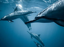 体坛短频快|国安新帅新总经理首次亮相